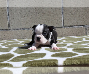 Boston Terrier Litter for sale in NORWALK, CA, USA