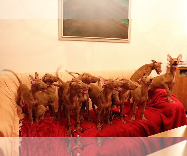 Medium Photo #1 Pharaoh Hound Puppy For Sale in Plovdiv, Plovdiv, Bulgaria