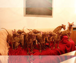 Small Photo #1 Pharaoh Hound Puppy For Sale in Plovdiv, Plovdiv, Bulgaria