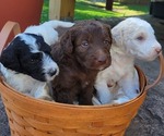 Small Photo #1 Goldendoodle Puppy For Sale in HILLSBORO, OH, USA