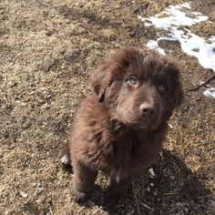 Newfoundland Litter for sale in OLLIE, IA, USA