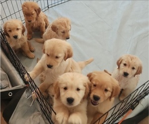 English Cream Golden Retriever Litter for sale in WILDOMAR, CA, USA