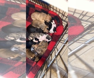 American Pit Bull Terrier Litter for sale in GRIFFITH, IN, USA