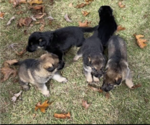 German Shepherd Dog Litter for sale in COLUMBUS, IN, USA