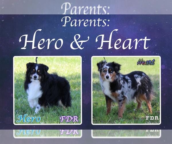 Medium Photo #1 Miniature Australian Shepherd Puppy For Sale in FORESTBURG, TX, USA