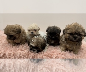 ShihPoo Litter for sale in MCKINNEY, TX, USA