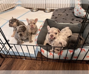 French Bulldog Litter for sale in LOGANVILLE, GA, USA