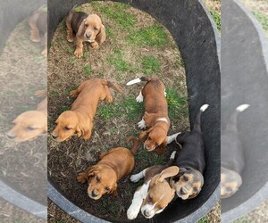 Basset Hound Litter for sale in DUNNVILLE, KY, USA