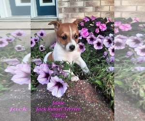 Jack Russell Terrier Litter for sale in SHIPSHEWANA, IN, USA