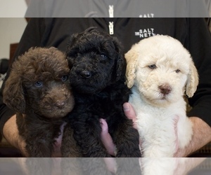 Labradoodle Litter for sale in ARLINGTON, TX, USA