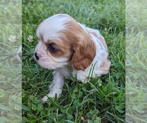 Cavalier King Charles Spaniel Litter for sale in DUNNVILLE, KY, USA