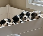 Small Photo #1 Miniature Australian Shepherd Puppy For Sale in CONNELLYS SPRINGS, NC, USA
