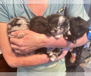 Pomeranian Litter for sale in GREELEY, CO, USA