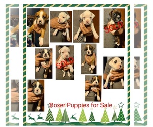 Boxer Litter for sale in MOORESVILLE, NC, USA