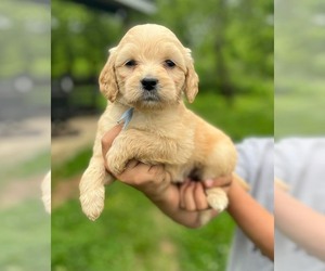 Goldendoodle (Miniature) Litter for sale in PLEASANT HOPE, MO, USA