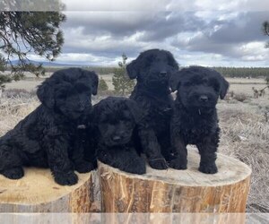 Schnauzer (Giant) Litter for sale in CHILOQUIN, OR, USA