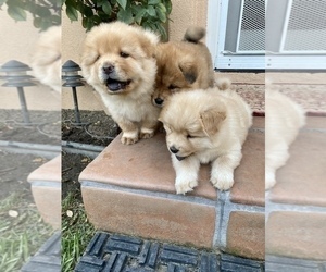 Chow Chow Litter for sale in PASADENA, CA, USA