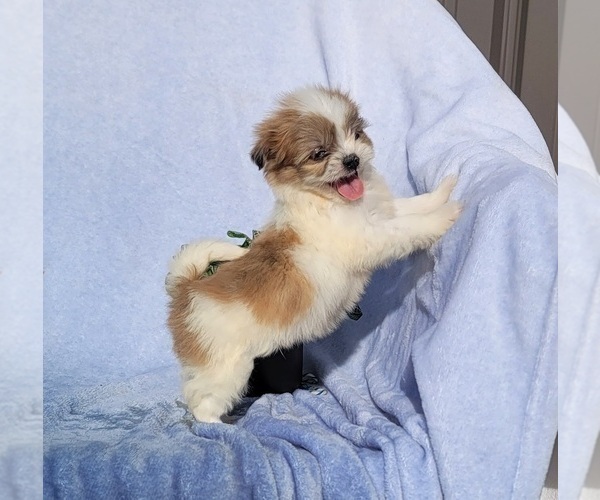Medium Photo #1 Shiranian Puppy For Sale in MEADOWS OF DAN, VA, USA