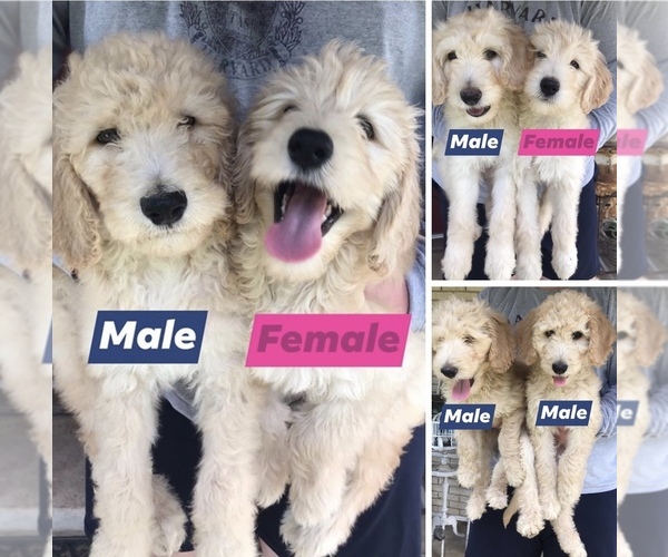 Medium Photo #1 Goldendoodle Puppy For Sale in DENTON, TX, USA