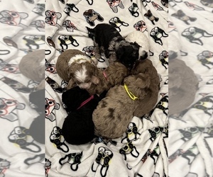 Miniature Bernedoodle Litter for sale in GROVETON, TX, USA
