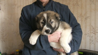 Caucasian Shepherd Dog Litter for sale in BROOKLYN, NY, USA