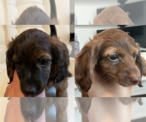 Dachshund Litter for sale in CONROE, TX, USA