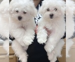 Small Photo #1 Maltese Puppy For Sale in KANSAS CITY, MO, USA
