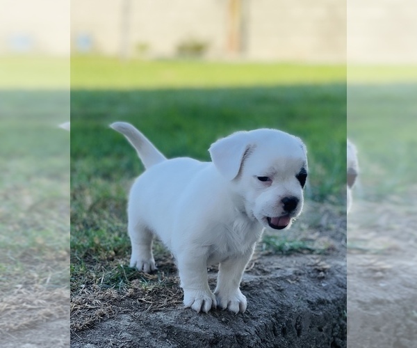 Medium Photo #1 French Bulldog-Maltese Mix Puppy For Sale in BAKERSFIELD, CA, USA