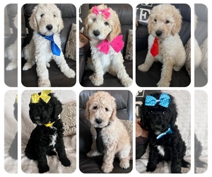 Sheepadoodle Litter for sale in FONTANA, CA, USA