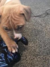American Bully Litter for sale in ELYSBURG, PA, USA