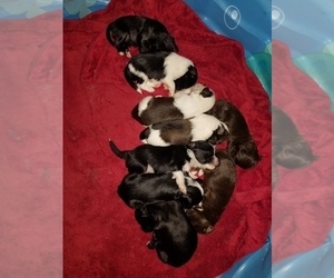 Chinese Crested Litter for sale in MOODY, TX, USA
