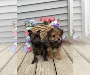 Chorkie Litter for sale in CHESTERFIELD, MI, USA