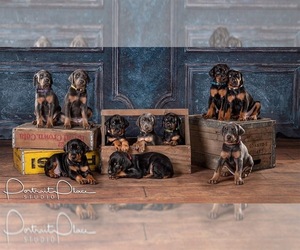 Doberman Pinscher Litter for sale in ONARGA, IL, USA