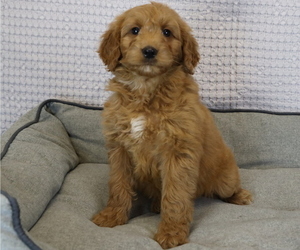 Goldendoodle (Miniature) Litter for sale in BOSWELL, IN, USA