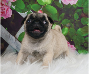 Medium Pug