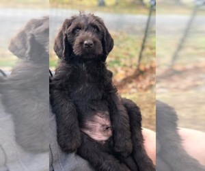 Labradoodle Litter for sale in SAGINAW, MN, USA
