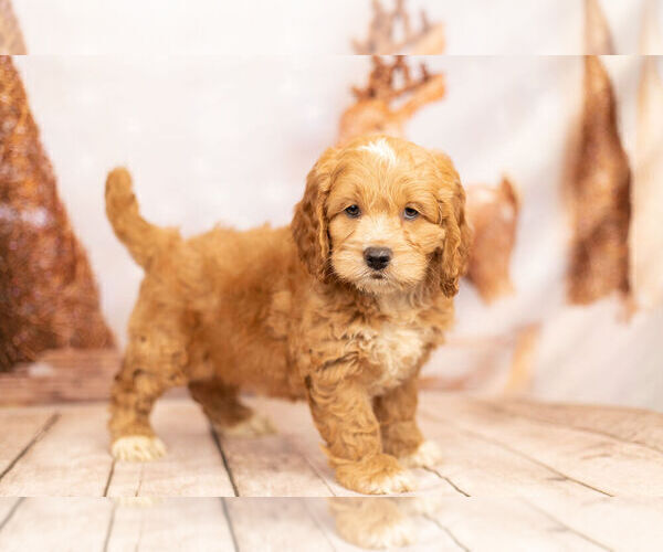 Medium Photo #1 Cocker Spaniel-Poodle (Miniature) Mix Puppy For Sale in WARSAW, IN, USA