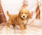 Small Photo #1 Cocker Spaniel-Poodle (Miniature) Mix Puppy For Sale in WARSAW, IN, USA