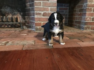 Bernese Mountain Dog Litter for sale in SHAPLEIGH, ME, USA