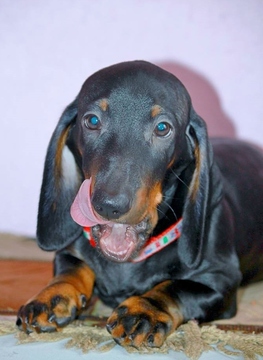 Medium Photo #1 Dachshund Puppy For Sale in STATEN ISLAND, NY, USA