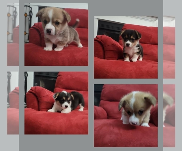 Medium Photo #1 Pembroke Welsh Corgi Puppy For Sale in GOOSE CREEK, SC, USA