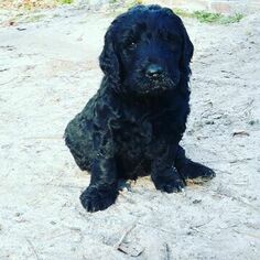 Goldendoodle Litter for sale in NEW BERN, NC, USA