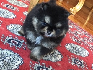 Pomeranian Litter for sale in ARNOLD, MD, USA