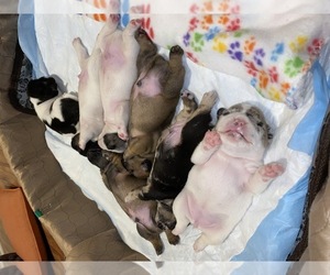 French Bulldog Litter for sale in FORT LAUDERDALE, FL, USA