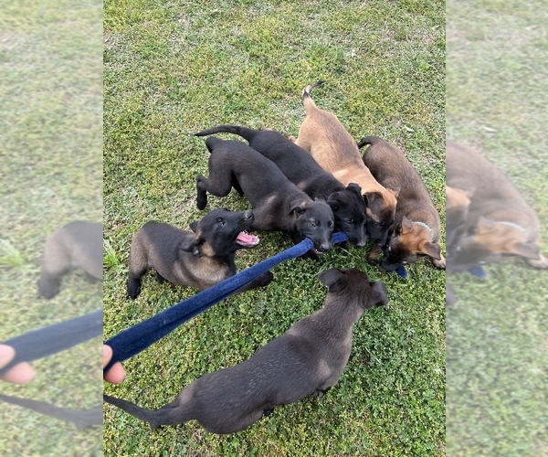 Medium Photo #1 Belgian Malinois Puppy For Sale in GREENVILLE, NC, USA