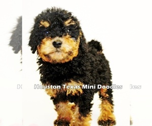 Australian Labradoodle-Miniature Bernedoodle Mix Litter for sale in HOUSTON, TX, USA
