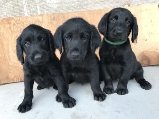 Labradoodle Litter for sale in REXBURG, ID, USA