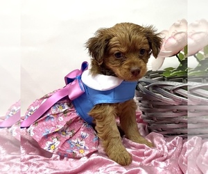 YorkiePoo Litter for sale in SELLERSBURG, IN, USA