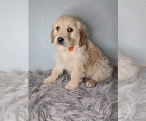 Golden Retriever Litter for sale in ONTARIO, CA, USA