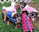 Small Photo #1 Doberman Pinscher-Mutt Mix Puppy For Sale in Anoka, MN, USA